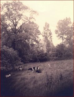 Ancienne prairie devant le manoir de Rouessé (cliché Mme Bernay)